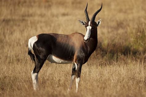 Trophy Hunting The Bontebok In South Africa Ash Adventures