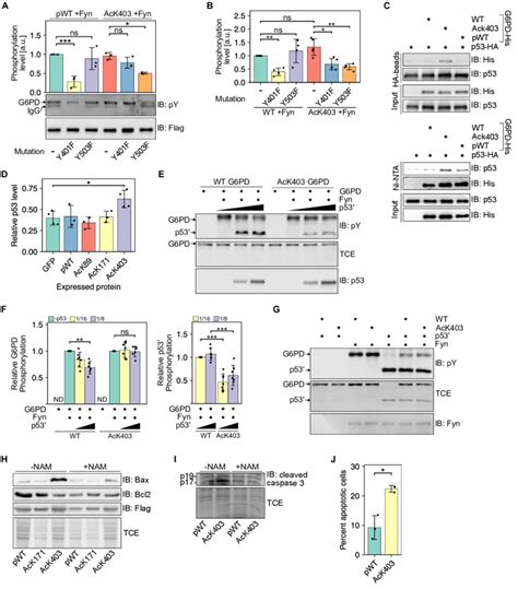 P53 Modulates Fyn Dependent Phosphorylation As A Function Of K403