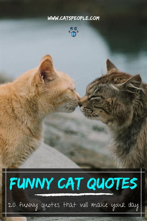 20 Funny Cat Quotes | Cat quotes funny, Cat quotes, Cats