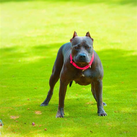 Ripped Bluenose Female Pitbull In South America Blue Nose Pitbull