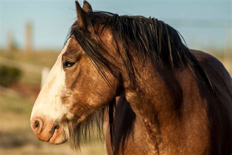Clydesdale - ehorses Magazine