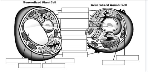 Diagram Of Cell Labeling Quizlet