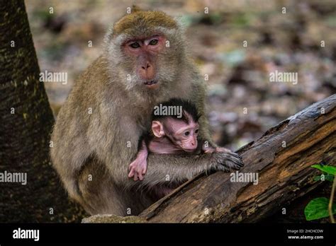 Long Tailed Macaque Monkey Temple Suwankuha Temple Monkey Buddha