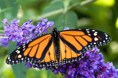 The Basics of the Butterfly – Seasoned Times