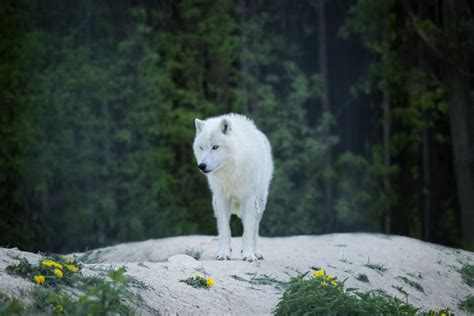 Wolf Howling in the Forest · Free Stock Photo