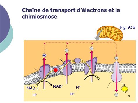 Ppt Notes 7 La Respiration Cellulaire Partie 3 La Chaîne De