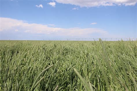 Timothy Grass Halls Hay