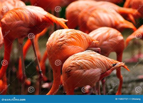 Caribbean Flamingo feeding stock image. Image of hoenicopterus - 15837721