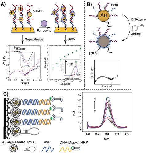 Illustration Of The Signal Amplification And Pna Based Electrochemical Download Scientific