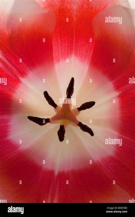 Centre Of A Pink Tulip Stock Photo Alamy