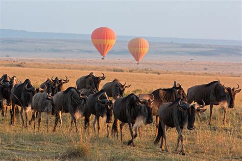 Masai Mara Hot Air Balloon Safari • View Details