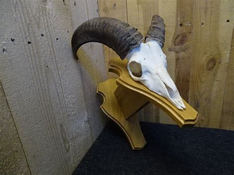 Mouflon Skull On Custom Wall Plaquw Ovis A Musimon Catawiki