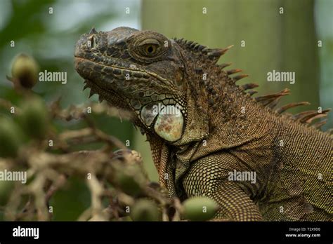 The rainforest of Costa Rica Stock Photo - Alamy