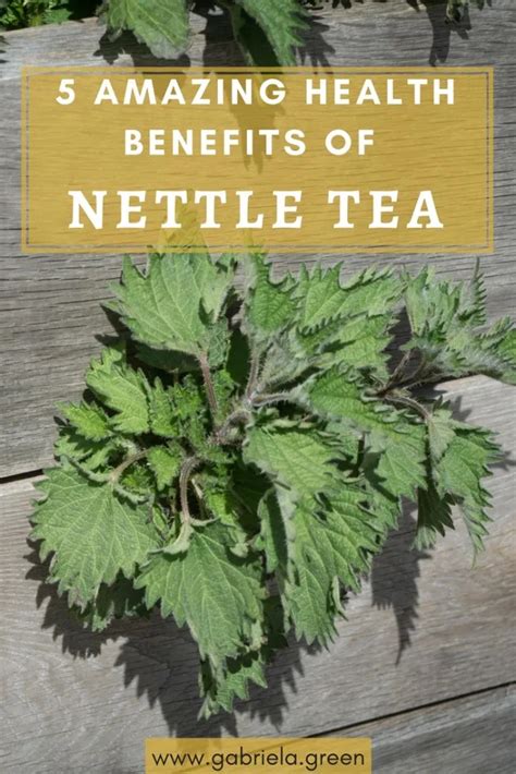 5 Amazing Benefits Of Nettle Tea Gabriela Green Nettles Tea Nettle