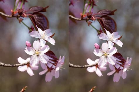 Discover the Oyama Cherry: A Japanese Delight | by Peggie | Medium