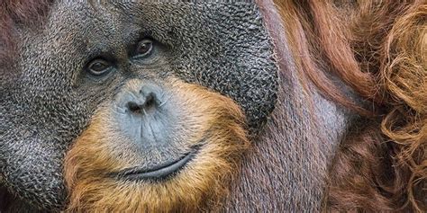 Orang Utan Taksonomi Makanan Habitat Dan Upaya Konservasi