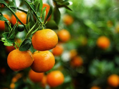 Growing Tangerines Tips About Caring For Tangerine Trees Gardening Know How