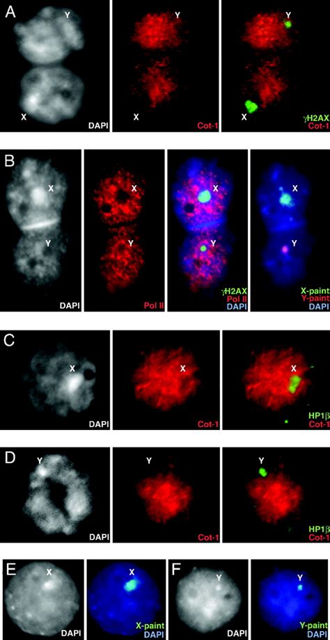 Sex Chromosome Silencing In The Marsupial Male Germ Line Pnas