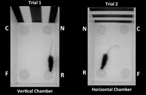 Two Chambers Image Eurekalert Science News Releases