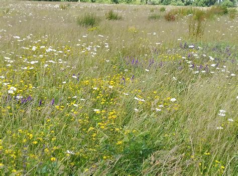 Bees bouncing back in South Downs National Park with new wildflower