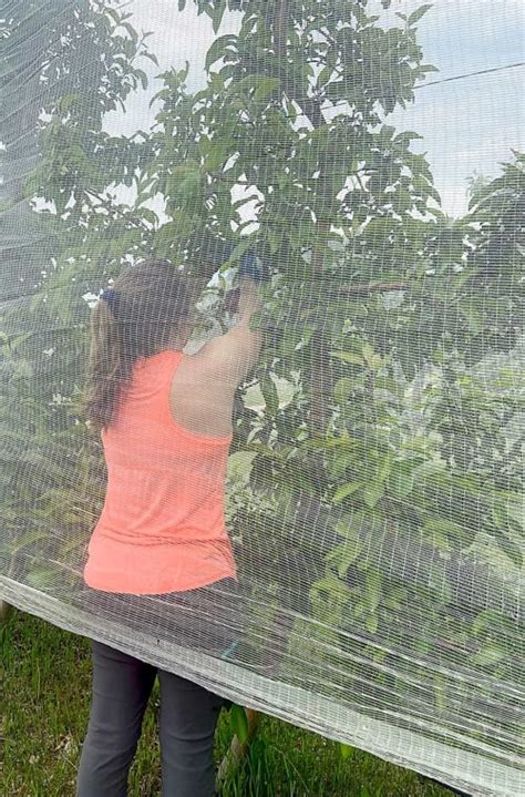 Double-duty nets protect apple crop – Good Fruit Grower