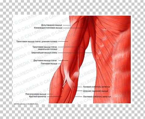 Elbow Finger Triceps Brachii Muscle Human Anatomy Png Clipart Abdomen