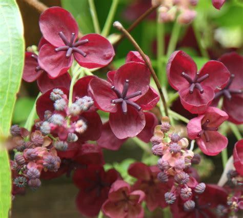 Акебия пятерная Akebia quinata