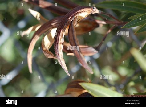 Close Up Of Dried And Split Azalea Seed Pods Stock Photo Alamy