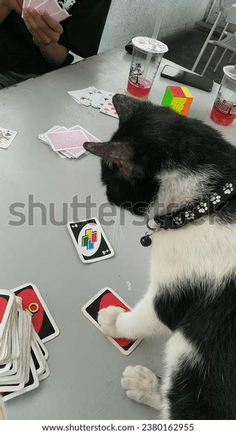 61 Uno Card Meme Images, Stock Photos, 3D objects, & Vectors | Shutterstock