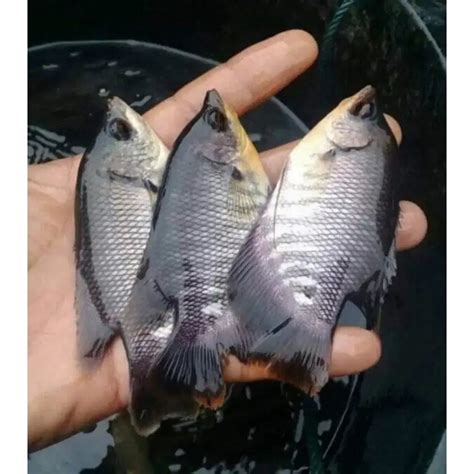 Jual Bibit Ikan Gurame Shopee Indonesia