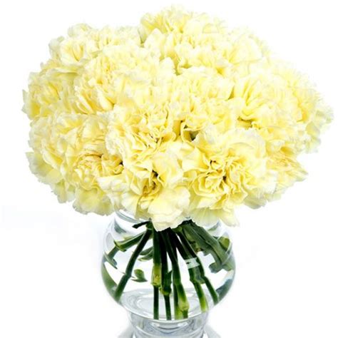 Carnations Cream Send Cream Carnations Nationwide By Flourish