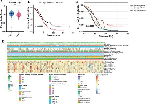 Frontiers Bioinformatic Analyses Of The Ferroptosis Related Lncrnas