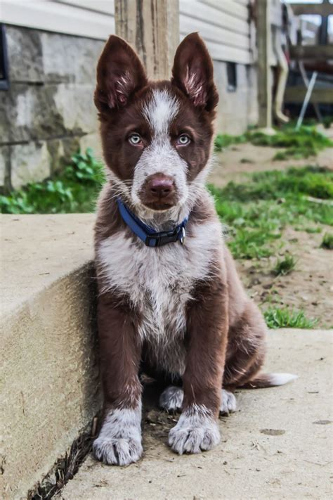 Panda German Shepherd Puppies For Sale Joleen Welker