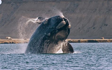 El Avistaje De Ballenas De Chubut Nico En El Mundo Deuda Prometida