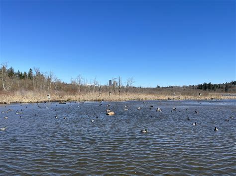 Water at Burnaby Lake – creolened.com