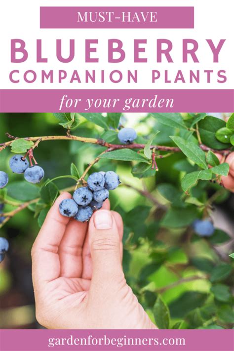 Must Have Blueberry Companion Plants For Your Garden