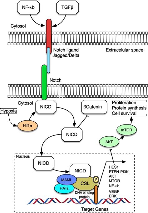 Overview Of Notch Signaling Pathways In The Activation Of Autophagy