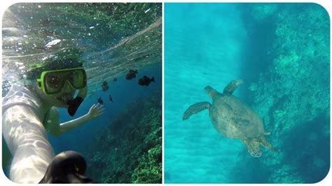 Snorkeling With Sea Turtles In Maui Youtube