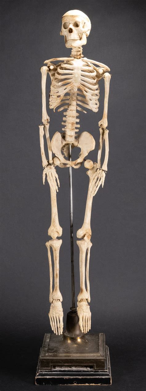 Early 20th C Human Child Skeleton Model Auction