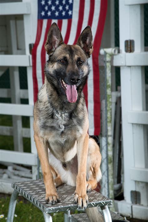 German Shepherd Soldier