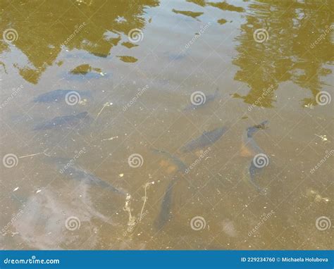 Fish Underwater of a Pond in Forest Carp and Grass Carp Stock Photo - Image of carp, forest ...