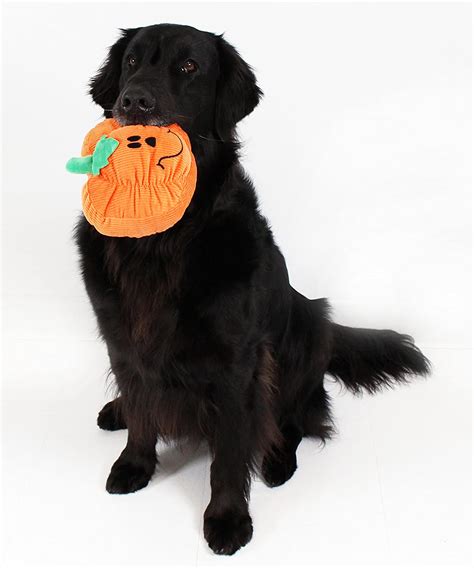 The Cutest Fall and Halloween Dog Toys That Your Pup Definitely Wants ...