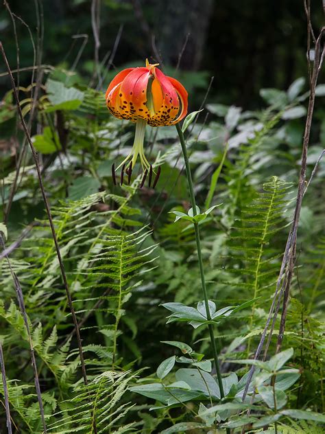 Lilium Michauxii Carolina Lily Or Michauxs Lily Flickr