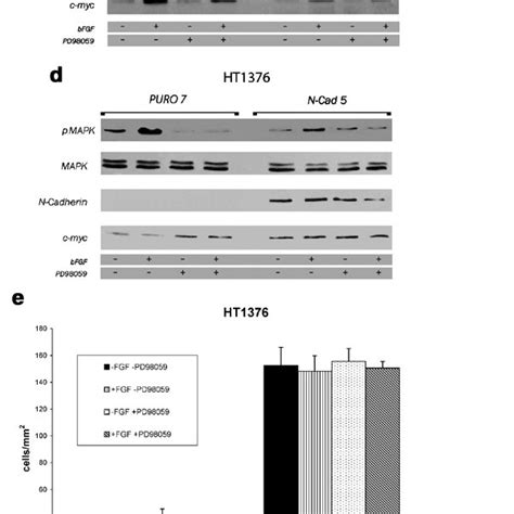 Role Of MAPK Signaling In N Cadherin Transfectants Western Blot