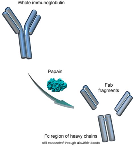 Antibody Fragmentation by Papain - Covalab Biotechnology