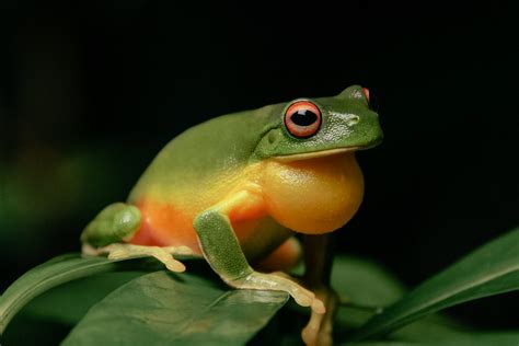 Froggy February Photo Competition Wildlife Preservation Society Of