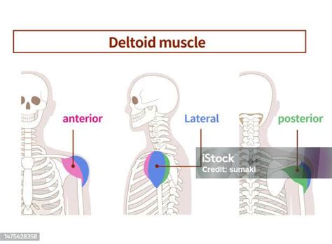 Ilustrasi Anatomi Otot Deltoid Dari Samping Dan Belakang Ilustrasi Stok