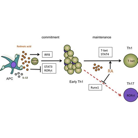 Retinoic Acid Is Essential For Th Cell Lineage Stability And Prevents