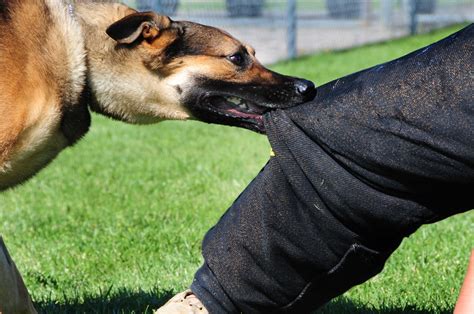 Qu Hacer Si Un Perro Muerde A Una Persona Consejos Y Medidas De