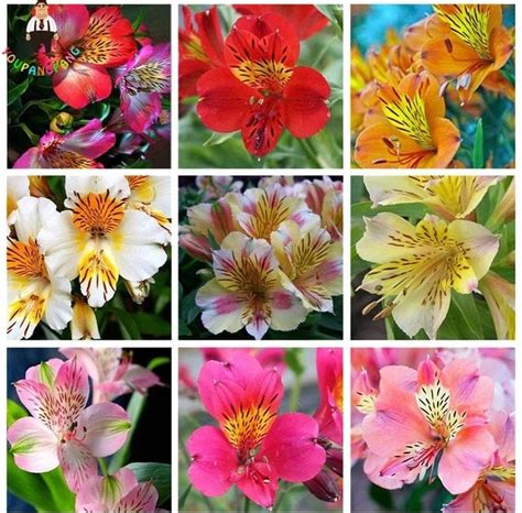 Flower Alstroemeria Colors : Alstroemeria Flowers Flowerbed Green Close ...